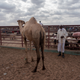 A man and a camel stand in the livestock market in Burao town, the largest animal market in Somaliland.
